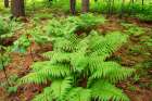 Canada-Ontario-Bourget. Cinnamon ferns in forest. Art Print